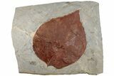 Orange Fossil Leaf (Ficus) - Montana #199537-1